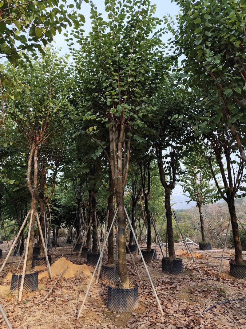 出售宫粉紫荆12-18公分低价处理自家货源
