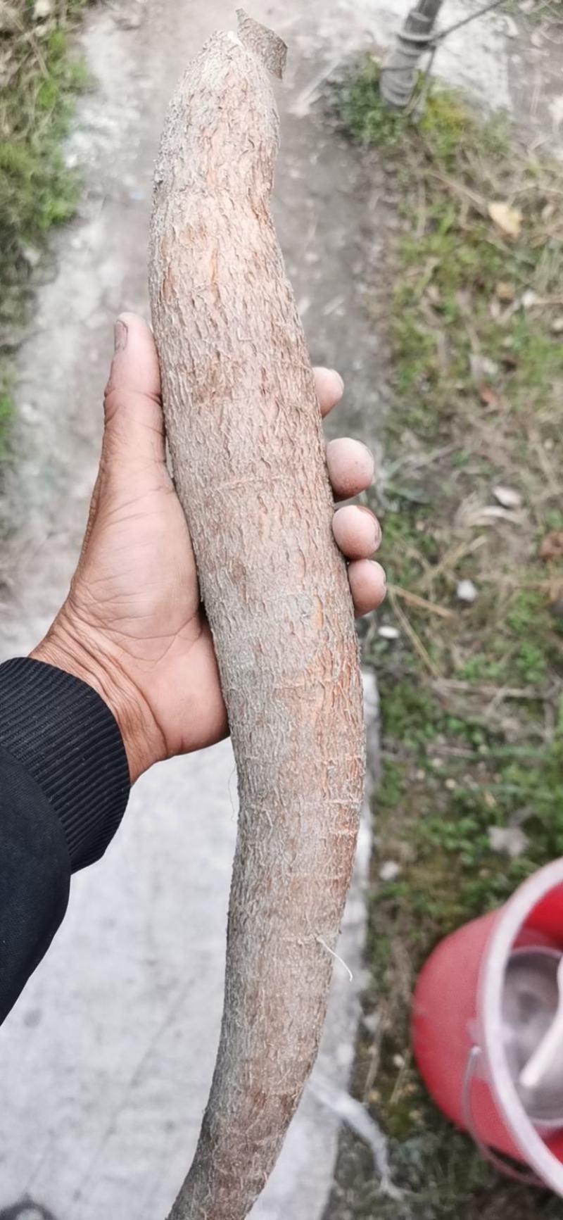 黄肉木薯