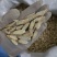 黄芪优质黄芪片过筛无杂质无硫专业加工一手货源品质保证