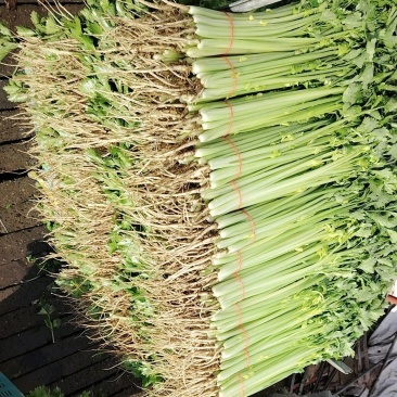精品小香芹，有需要的老板可以联系