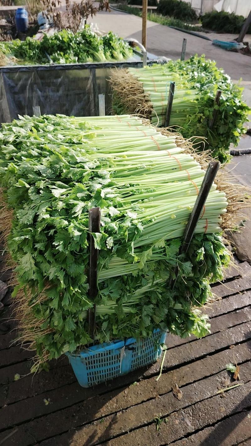 精品小香芹，有需要的老板可以联系