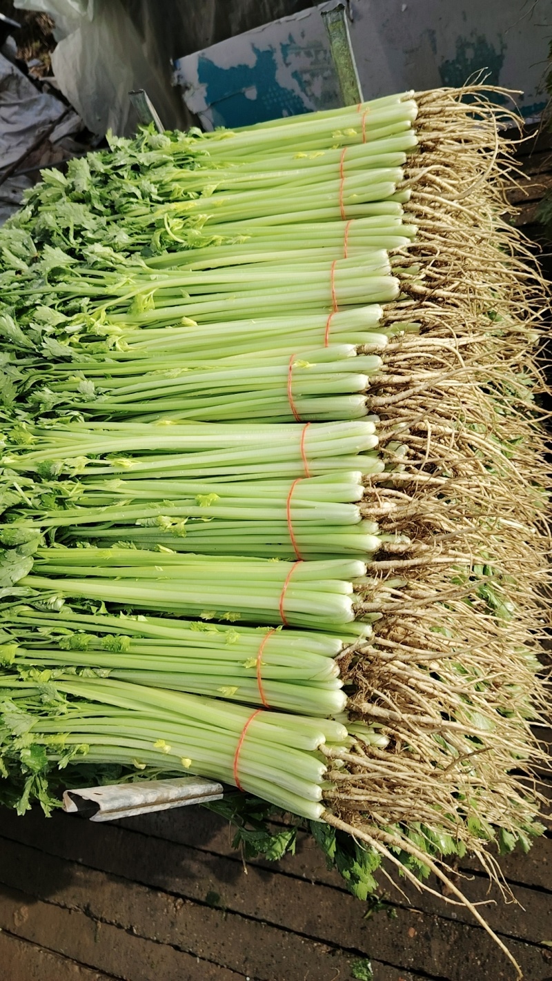 精品小香芹，有需要的老板可以联系