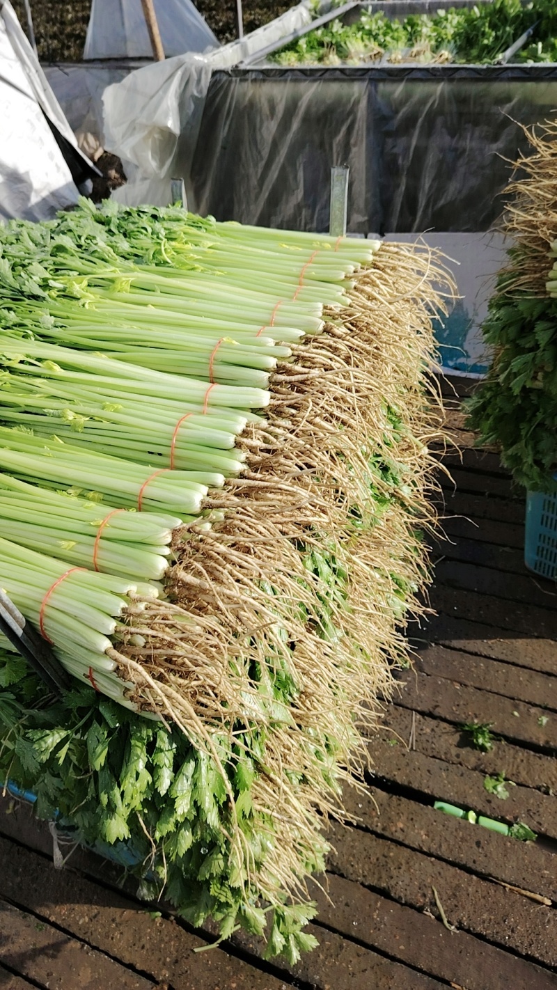 精品小香芹，有需要的老板可以联系