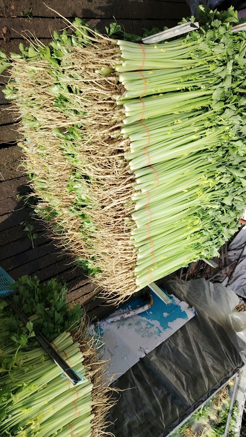 精品小香芹，有需要的老板可以联系