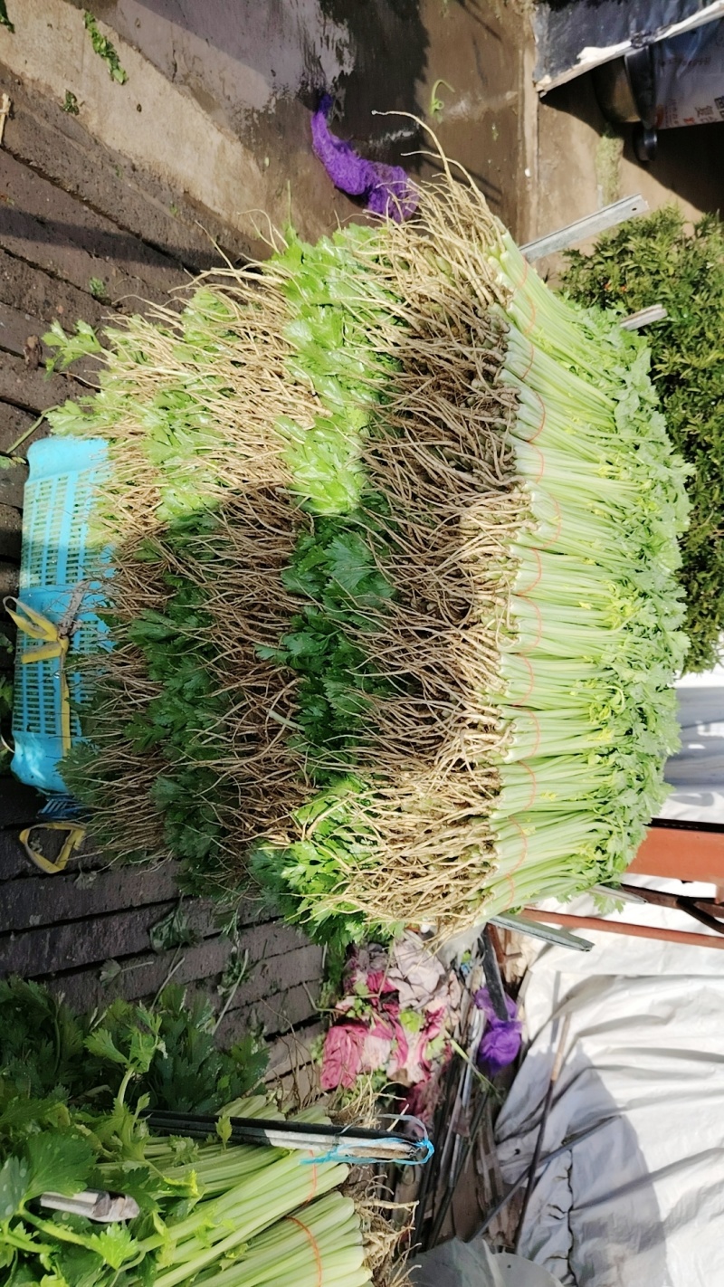 精品小香芹，有需要的老板可以联系
