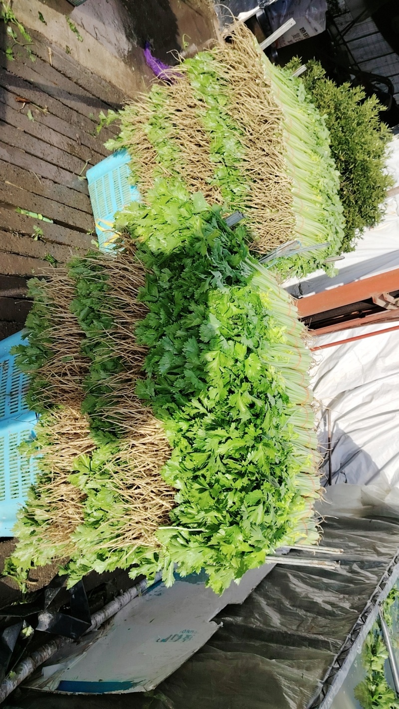 精品小香芹，有需要的老板可以联系