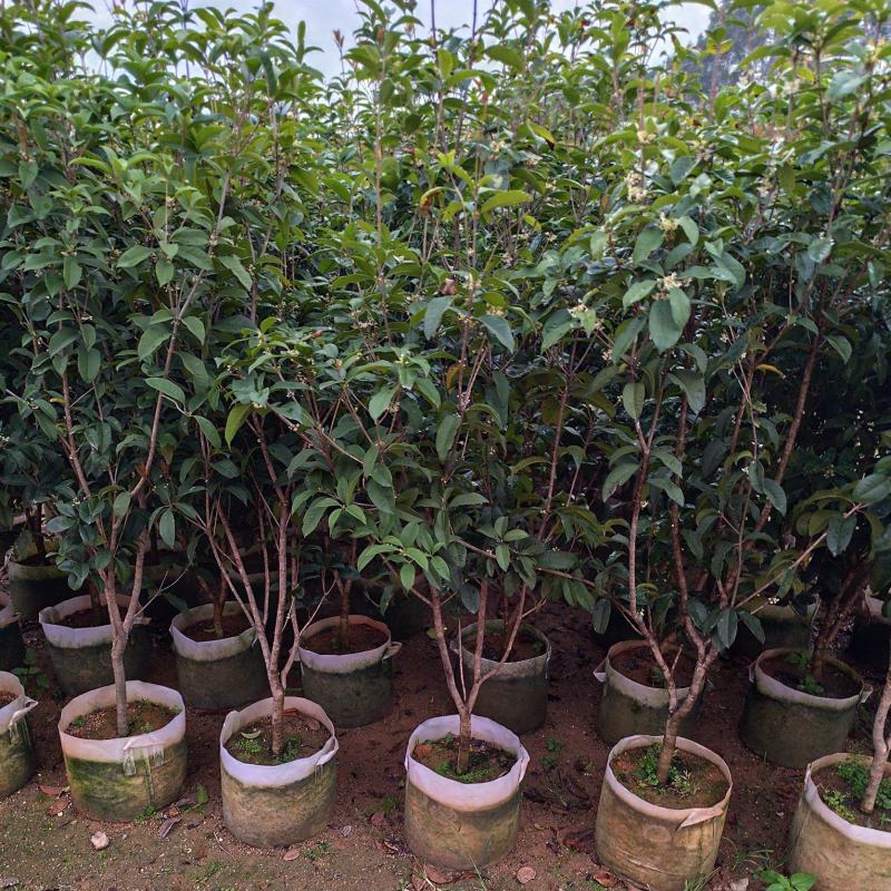 四季桂1.5-2米高出售大量现货质量保证可现场考