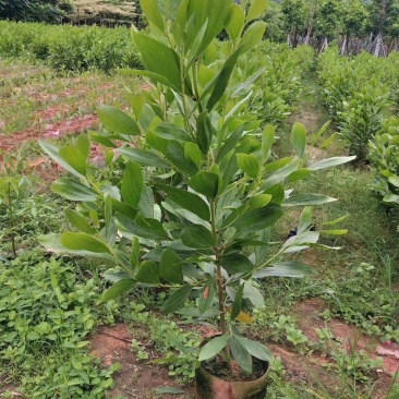 马占相思1米-1.8米高现货大量出售基地直销