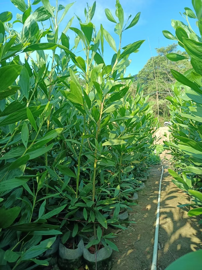 马占相思1米-1.8米高现货大量出售基地直销