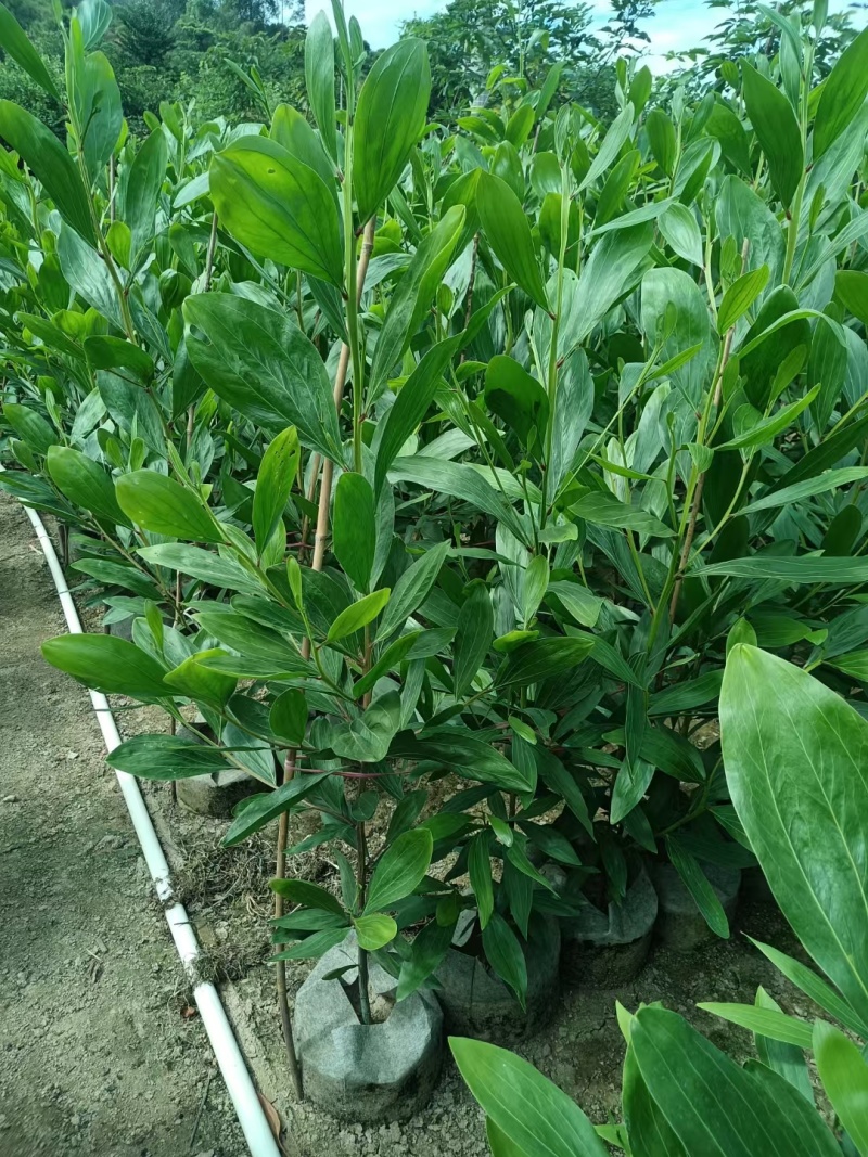 马占相思1米-1.8米高现货大量出售基地直销