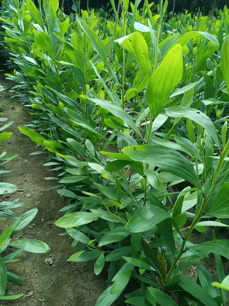 马占相思1米-1.8米高现货大量出售基地直销