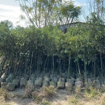 香樟1米-1.8米高大量出售自家货源欢迎现场看货