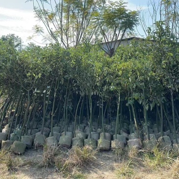 香樟1米-1.8米高大量出售自家货源欢迎现场看货