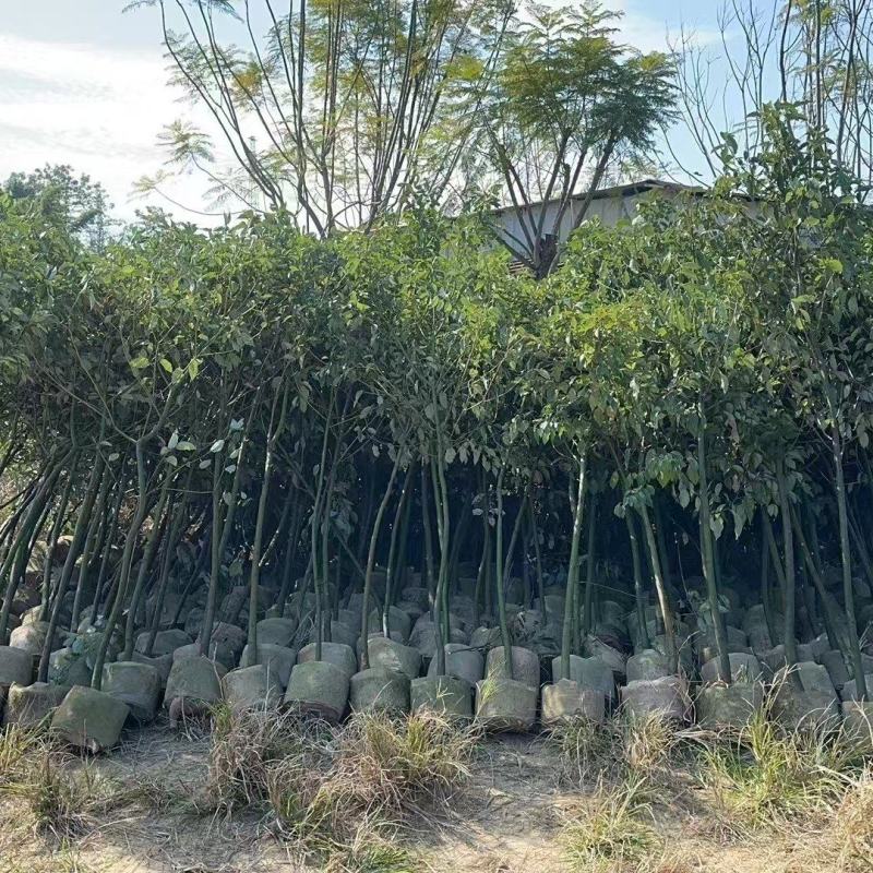 香樟1米-1.8米高大量出售自家货源欢迎现场看货