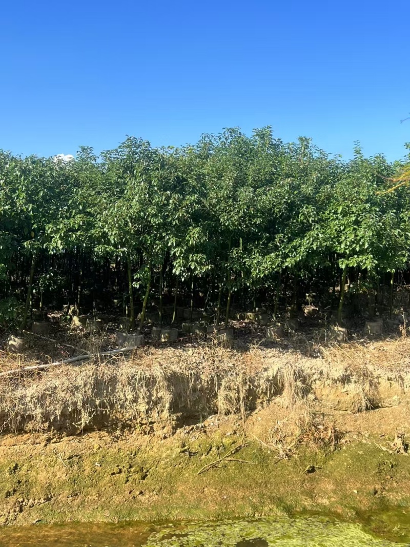 香樟1米-1.8米高大量出售自家货源欢迎现场看货