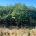 香樟1米-1.8米高大量出售自家货源欢迎现场看货
