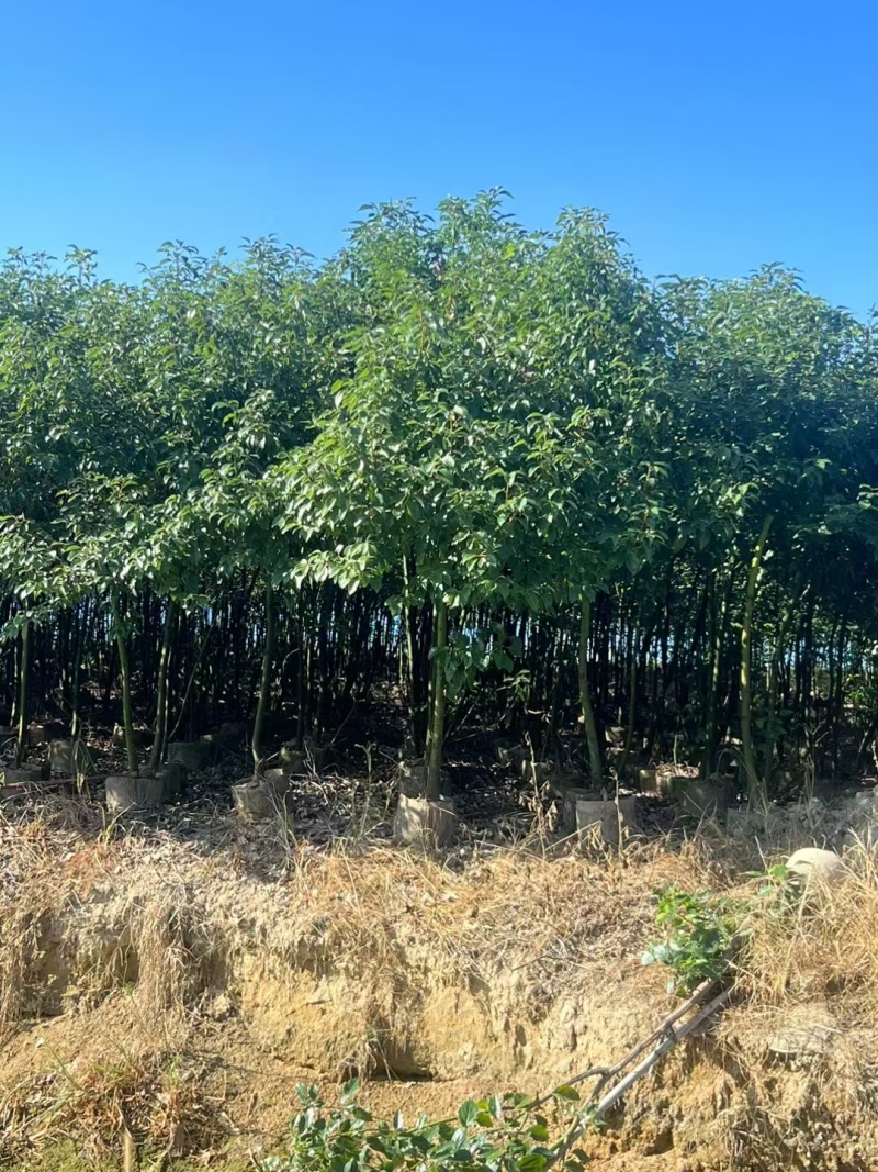 香樟1米-1.8米高大量出售自家货源欢迎现场看货