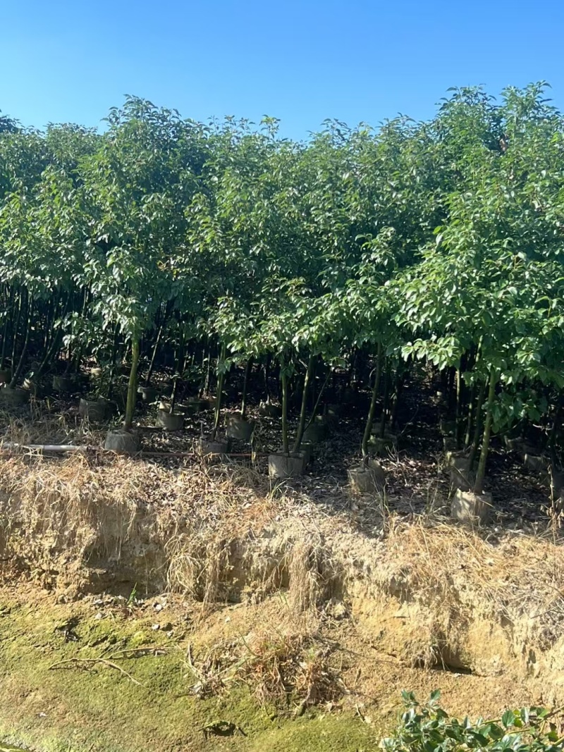 香樟1米-1.8米高大量出售自家货源欢迎现场看货