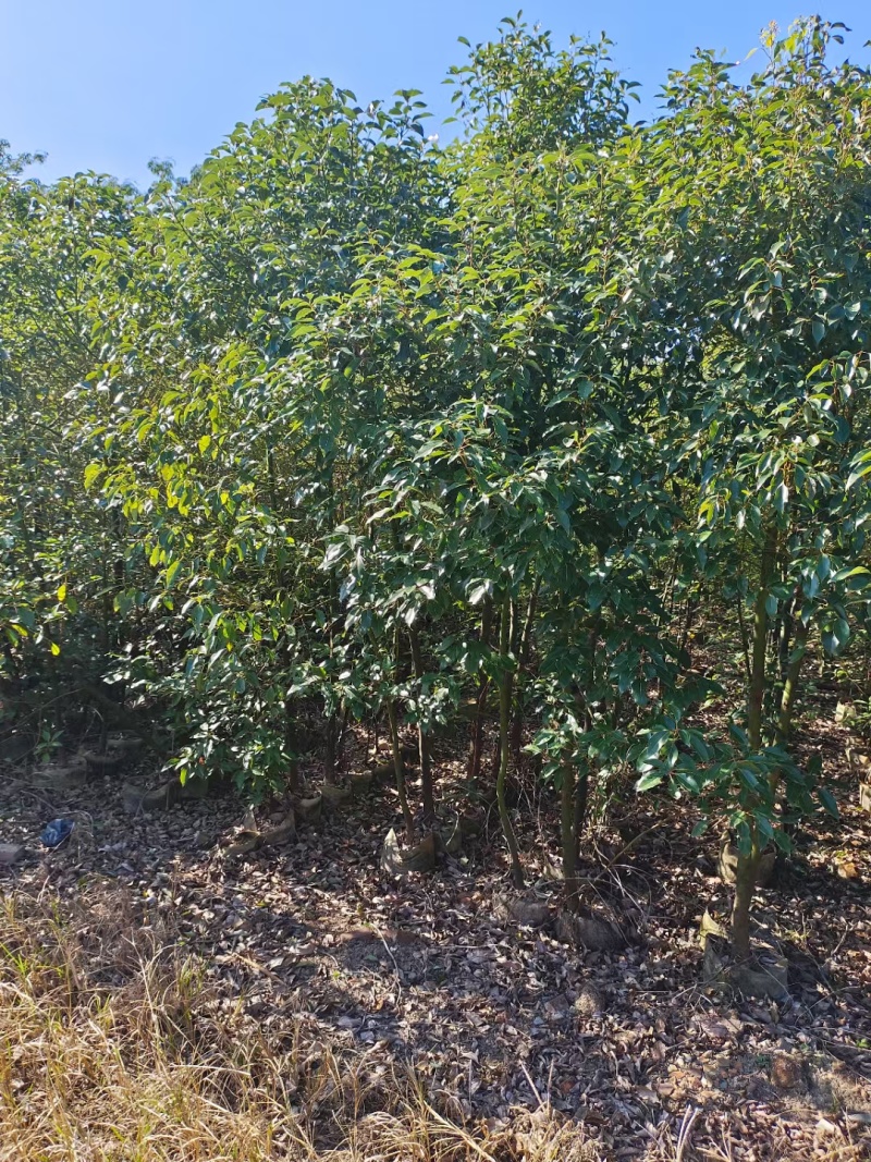 香樟1米-1.8米高大量出售自家货源欢迎现场看货