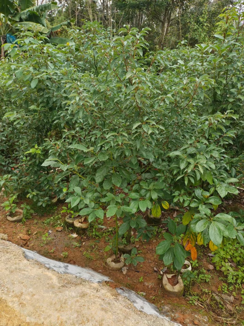 香樟1米-1.8米高大量出售自家货源欢迎现场看货