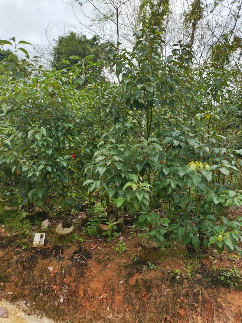 香樟1米-1.8米高大量出售自家货源欢迎现场看货