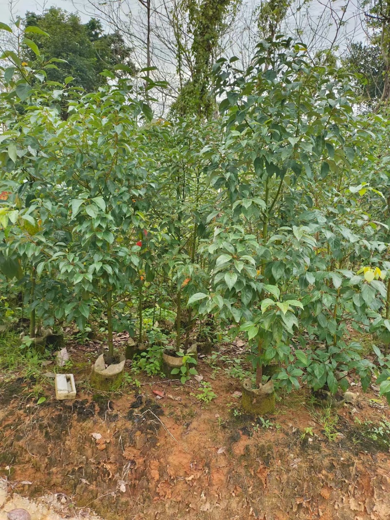 香樟1米-1.8米高大量出售自家货源欢迎现场看货