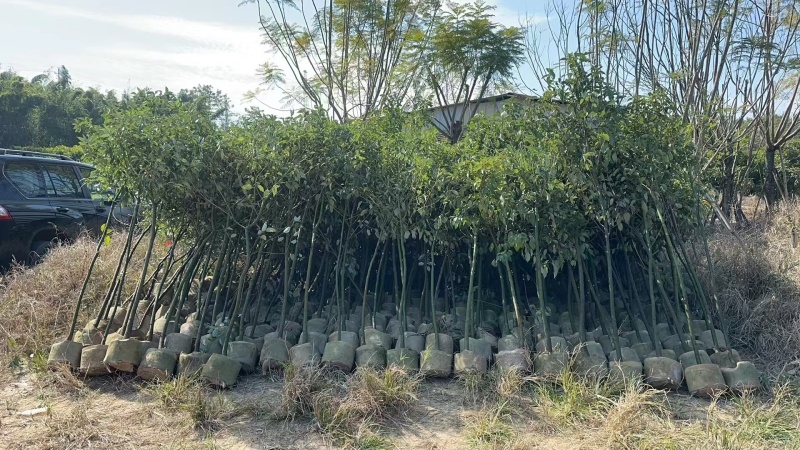 香樟1米-1.8米高大量出售自家货源欢迎现场看货