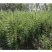 黄精种苗鸡头黄精种植苗优质高产黄精种芽