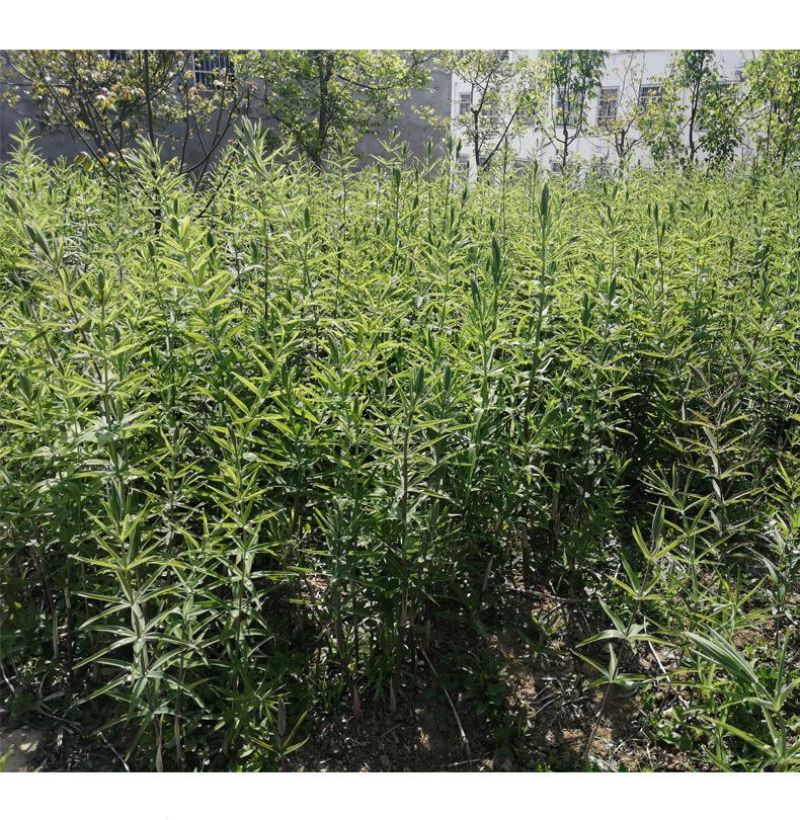 黄精种苗鸡头黄精种植苗优质高产黄精种芽