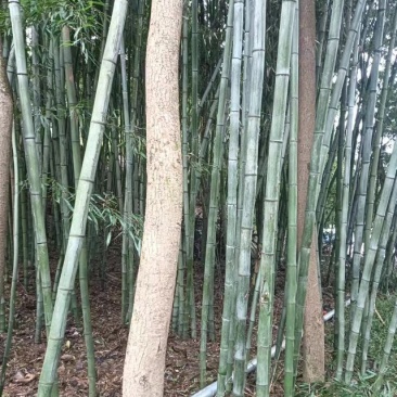 竹子