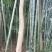 竹子