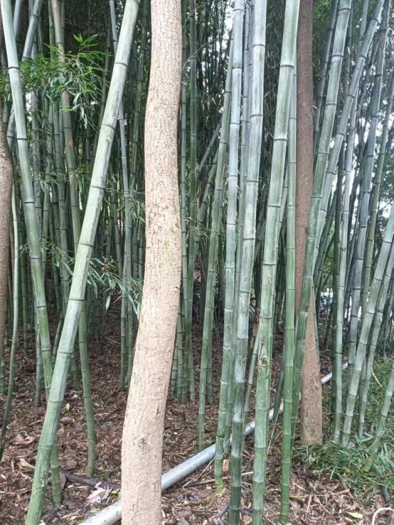 竹子