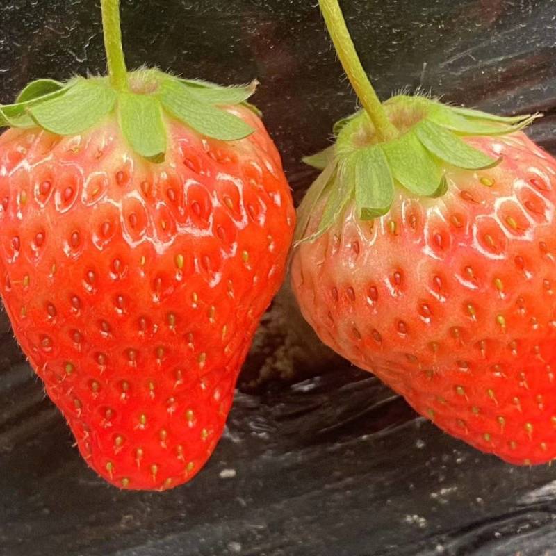巧克力草莓红颜草莓大量供应产地直发品质保证量大优惠全国发