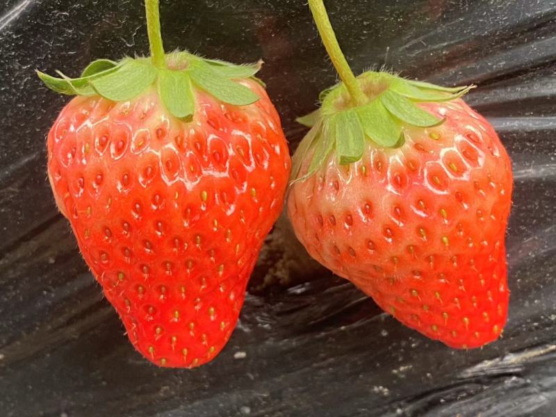 巧克力草莓红颜草莓大量供应产地直发品质保证量大优惠全国发