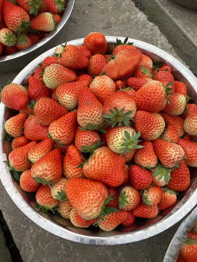 巧克力草莓红颜草莓大量供应产地直发品质保证量大优惠全国发