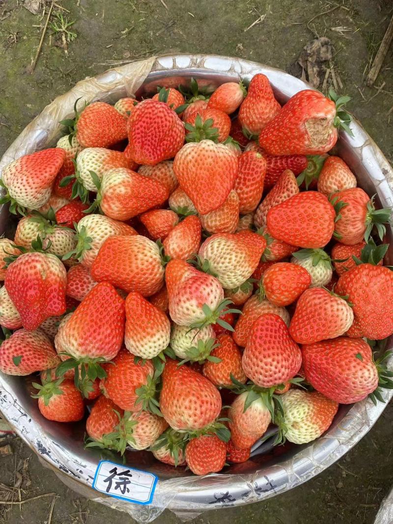巧克力草莓红颜草莓大量供应产地直发品质保证量大优惠全国发
