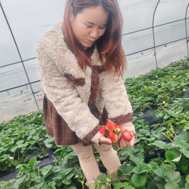 巧克力草莓红颜草莓大量供应产地直发品质保证量大优惠全国发