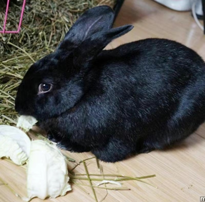 中华黑兔散养笼养喂草，喂饲料都可以。每一窝十几个。