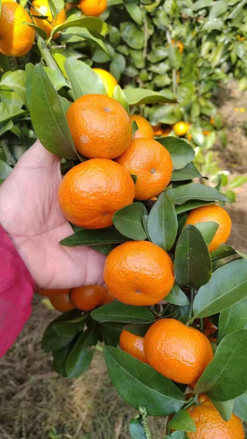 沙糖桔
