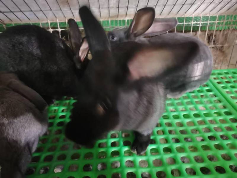 中华黑兔散养笼养喂草，喂饲料都可以。每一窝十几个。