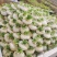 【今日推荐】仙居露天盘菜产地直发可视频看好对接全国