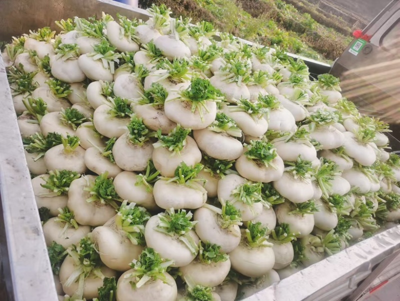 【今日推荐】仙居露天盘菜产地直发可视频看好对接全国