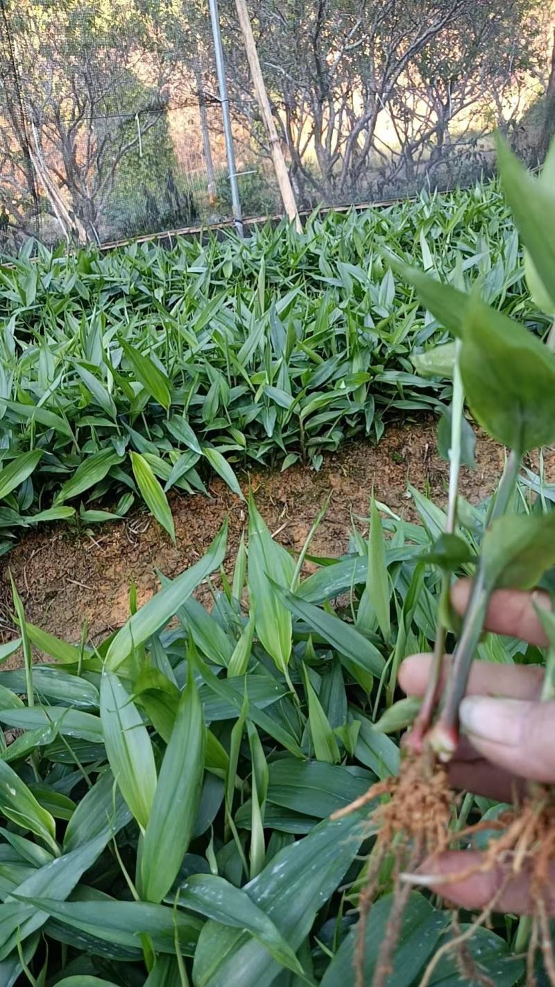 益智仁苗