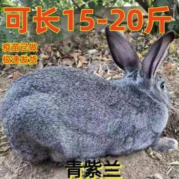 青紫兰灰色兔散养笼养高产能每一窝8~15个。存活率高。