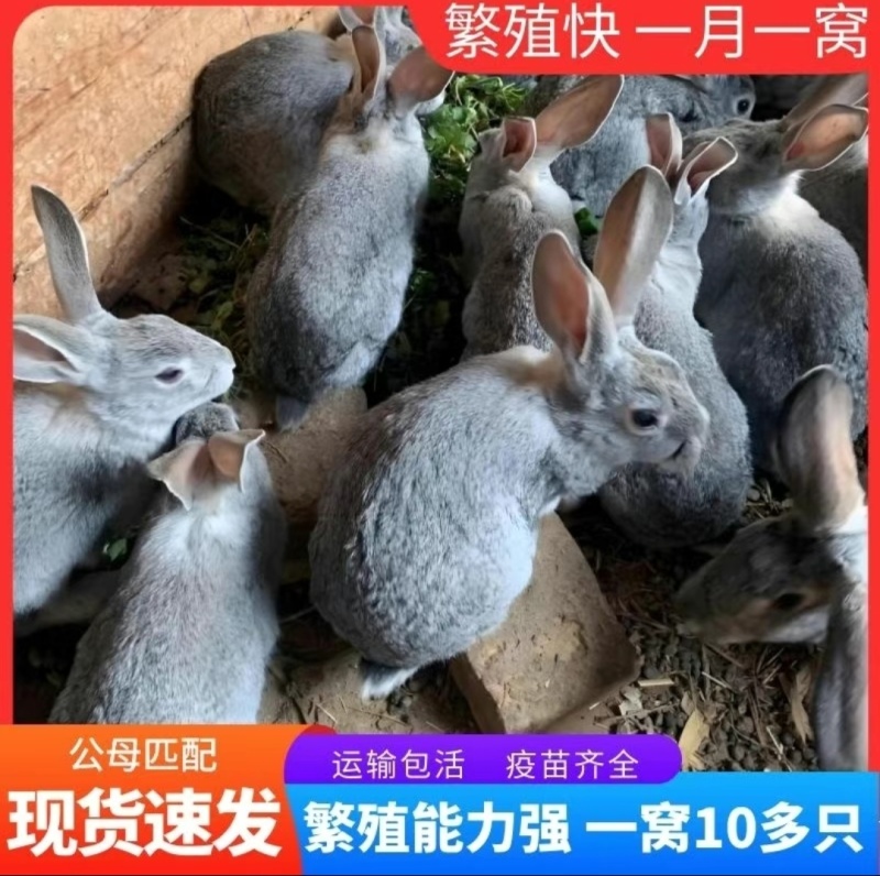 青紫兰灰色兔散养笼养高产能每一窝8~15个。存活率高。