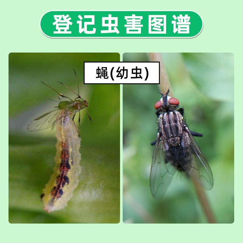 阿猛10%吡丙醚悬浮剂杀虫卵剂蚊蝇像介壳虫白粉虱蚜虫蓟马