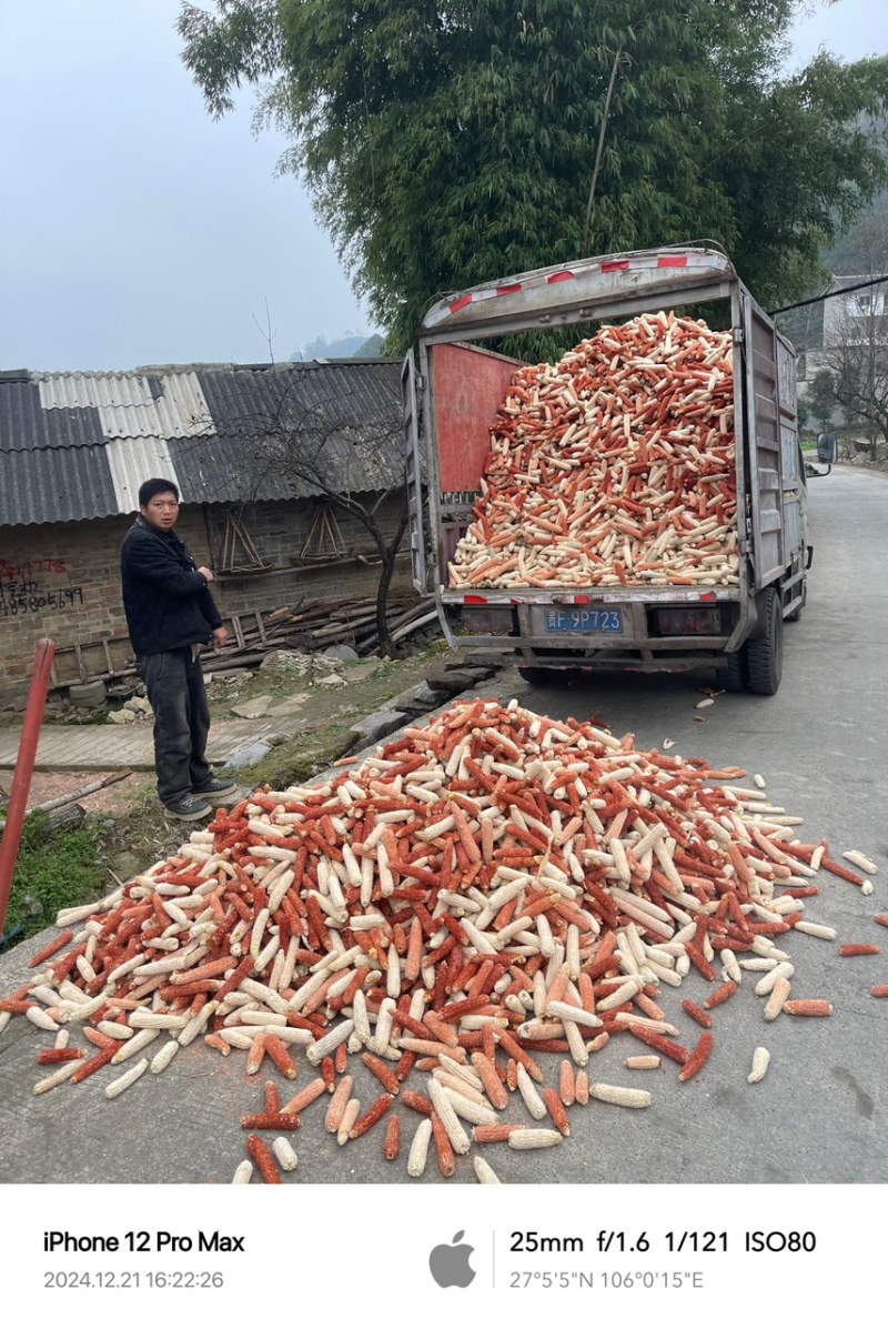 贵州烘干玉米芯颗粒品质保障量大从优长期供货