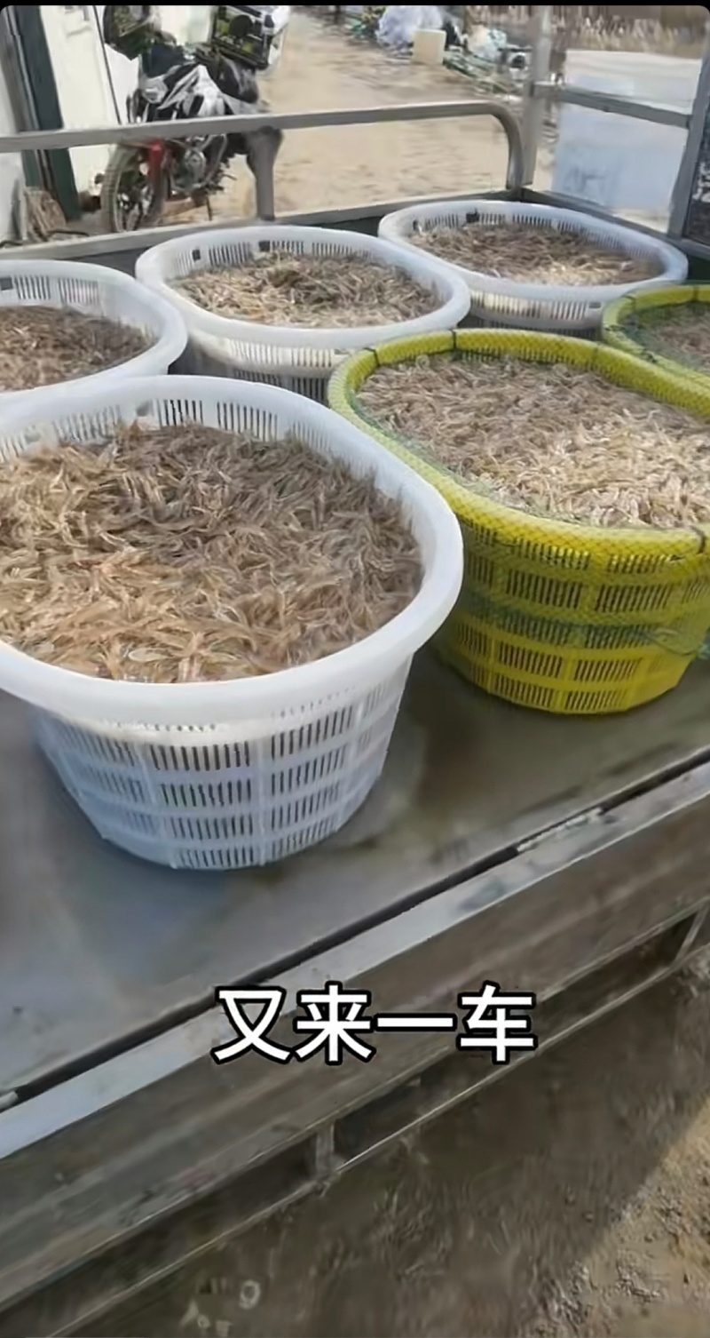 海水小白虾