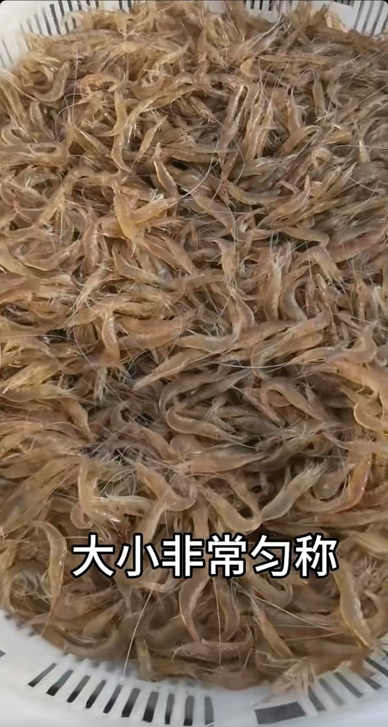 海水小白虾
