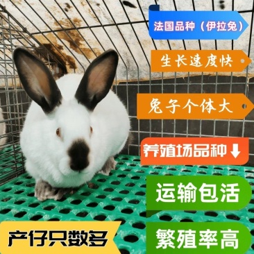 伊拉兔好养活成活率高高产能每一窝8~12个。佩戴技术